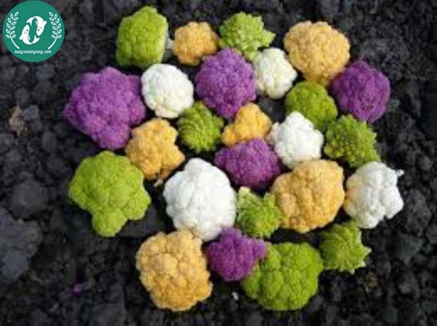 Hạt giống súp lơ mix màu