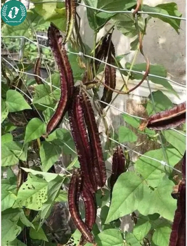 Hạt giống đậu rồng