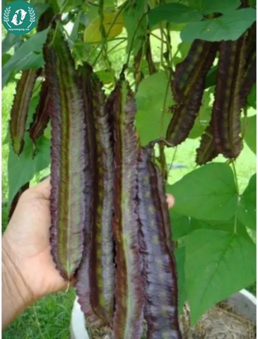 Hạt giống đậu rồng