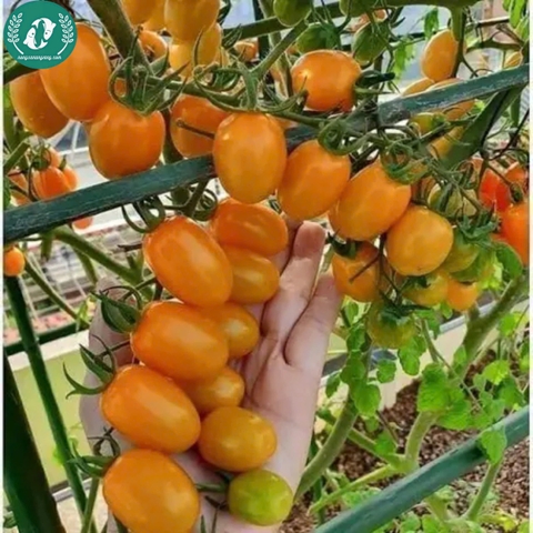 Hạt giống cà chua