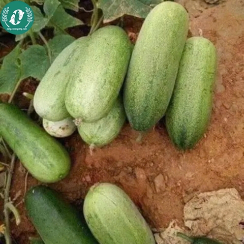 Hạt giống dưa chuột