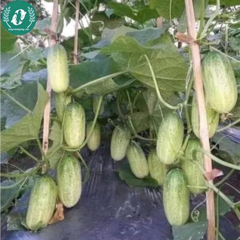 Hạt giống dưa chuột