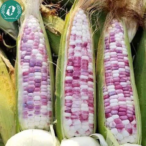 Hạt giống Ngô (bắp)