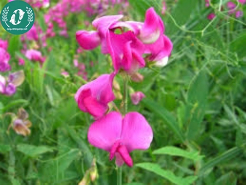 Hạt giống Hoa đậu ngọt mix
