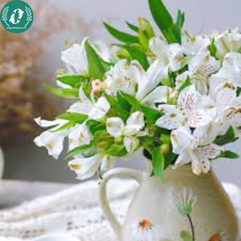 Hạt giống Hoa Thủy Tiên