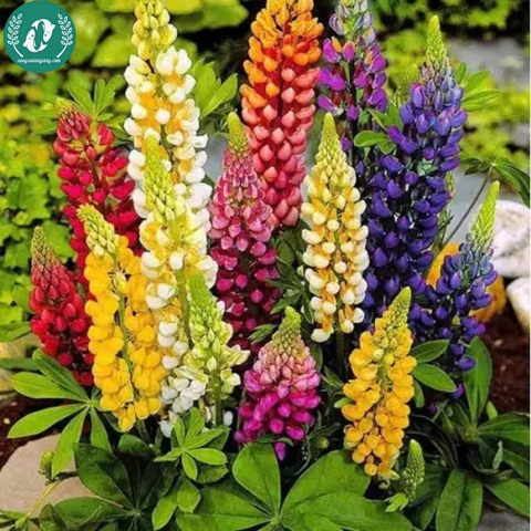 Hạt giống Hoa Lupin