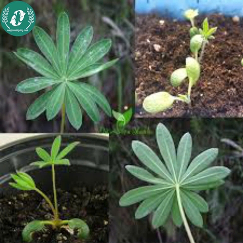 Hạt giống Hoa Lupin