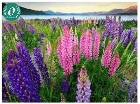 Hạt giống Hoa Lupin