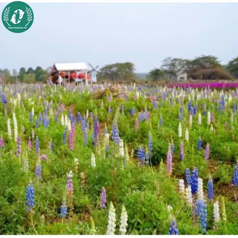 Hạt giống Hoa Lupin