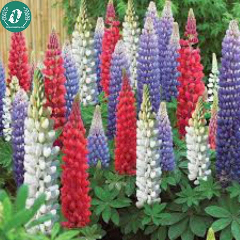 Hạt giống Hoa Lupin