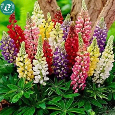 Hạt giống Hoa Lupin