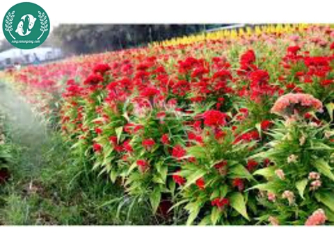 Hạt giống Hoa màu gà búa đỏ