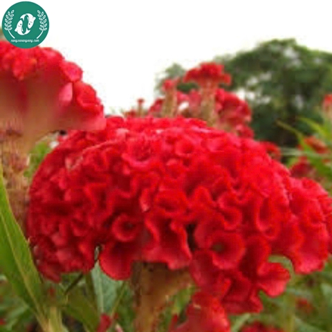 Hạt giống Hoa màu gà búa đỏ