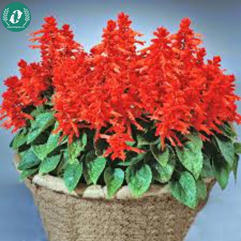 Hạt giống Hoa xác pháo
