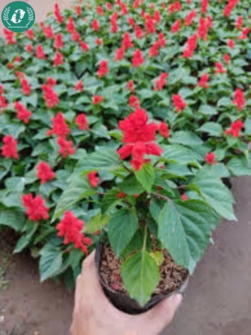 Hạt giống Hoa xác pháo