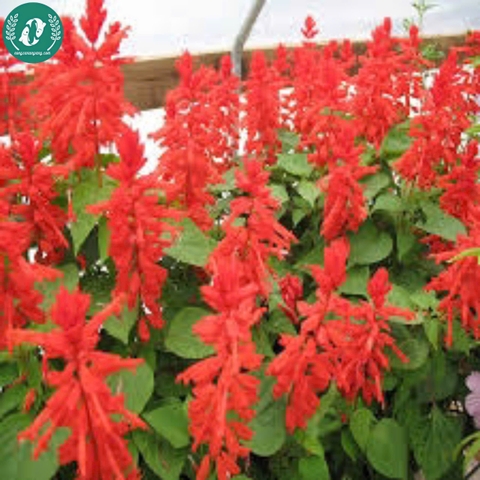 Hạt giống Hoa xác pháo