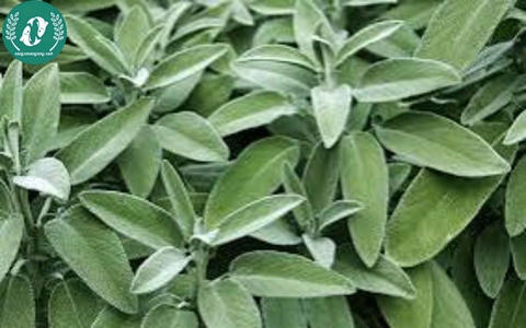 Hạt giống Hoa Xô Thơm
