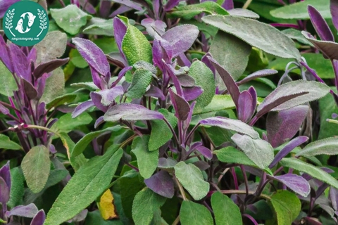 Hạt giống Hoa Xô Thơm
