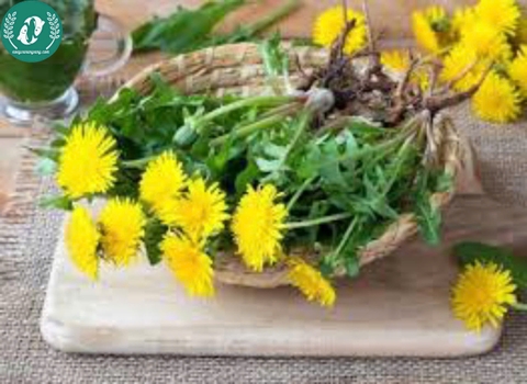 Hạt giống Hoa Bồ Công anh