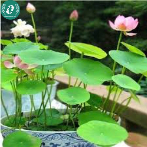 Hạt giống hoa sen mini