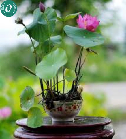 Hạt giống hoa sen mini