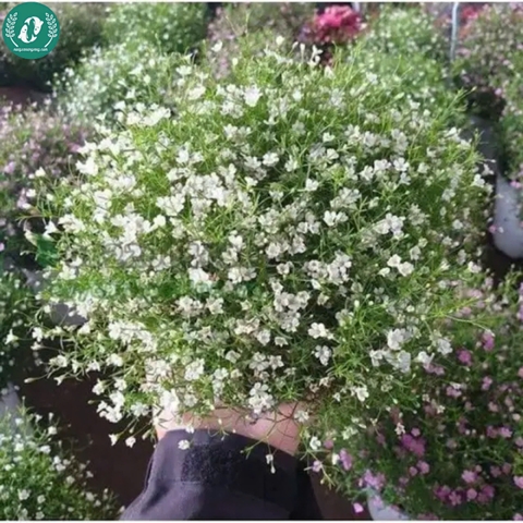 Hạt giống Hoa baby kép
