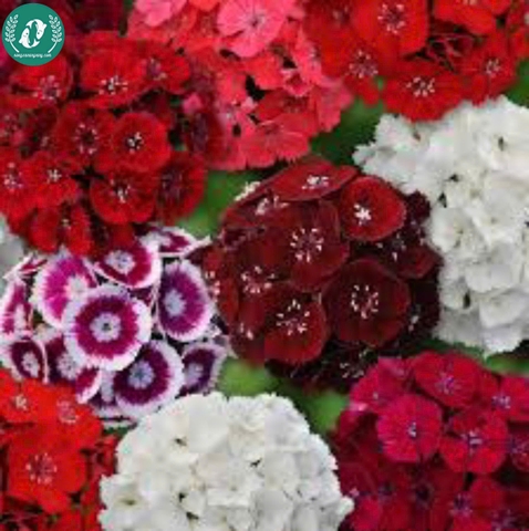 Hạt giống Hoa cẩm chướng
