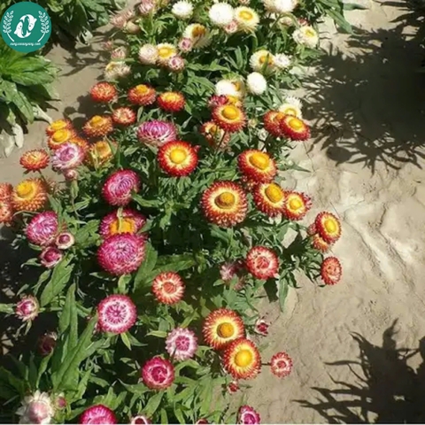 Hạt giống hoa cúc