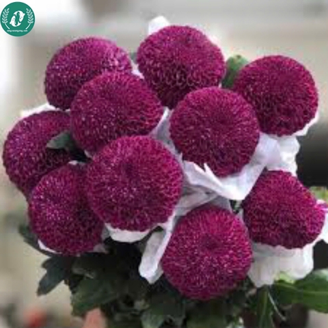 Hạt giống Hoa cúc Pingpong