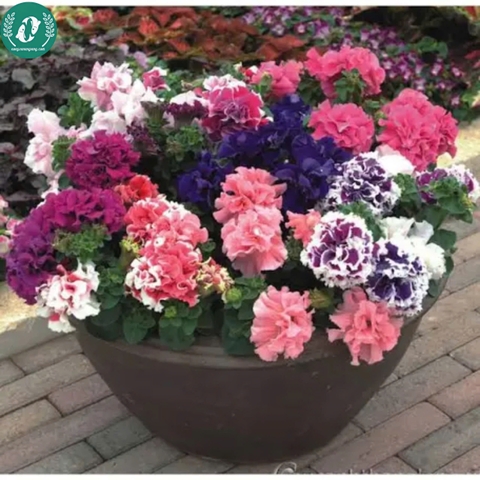 Hạt giống Hoa Dạ Yến Thảo