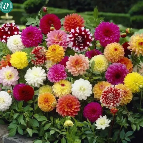 Hạt giống Hoa Thược Dược