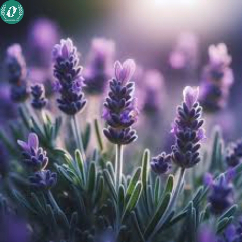 Hạt giống Hoa Lavender