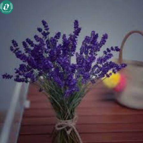 Hạt giống Hoa Lavender