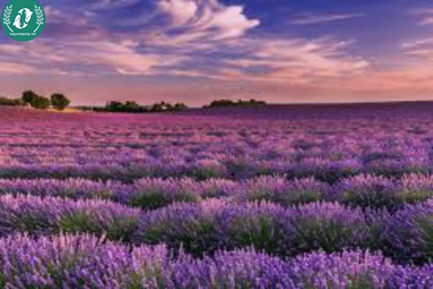 Hạt giống Hoa Lavender