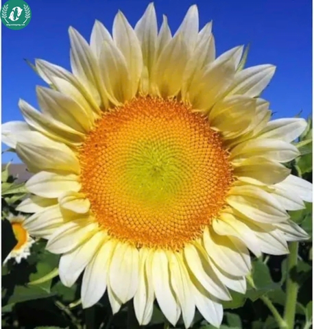 Hạt giống Hoa Hướng Dương