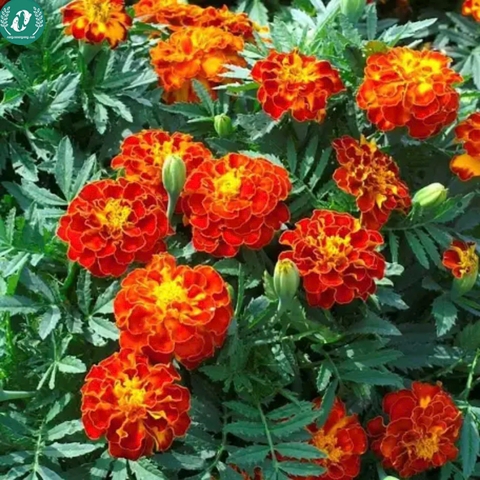 Hạt giống Hoa Vạn Thọ