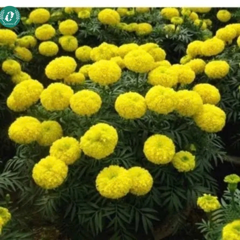 Hạt giống Hoa Vạn Thọ