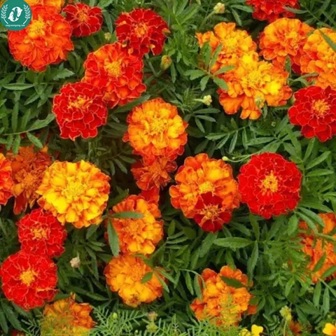 Hạt giống Hoa Vạn Thọ