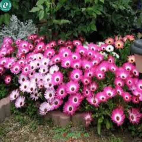 🌞 Hạt Giống Hoa 10 Giờ – Nở Như Vui, Cười Như Hoa 🌞