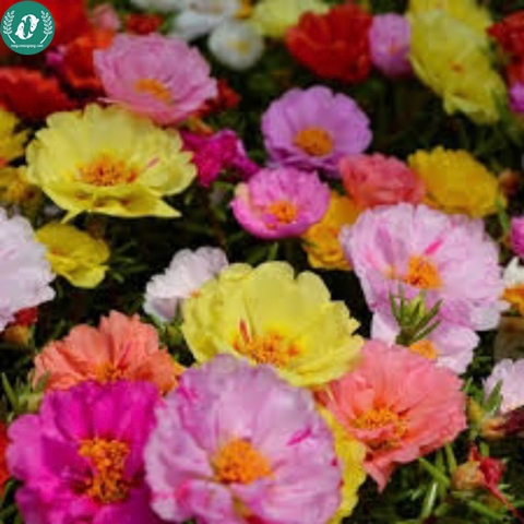 🌞 Hạt Giống Hoa 10 Giờ – Nở Như Vui, Cười Như Hoa 🌞