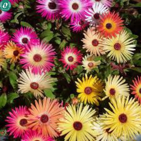 🌞 Hạt Giống Hoa 10 Giờ – Nở Như Vui, Cười Như Hoa 🌞