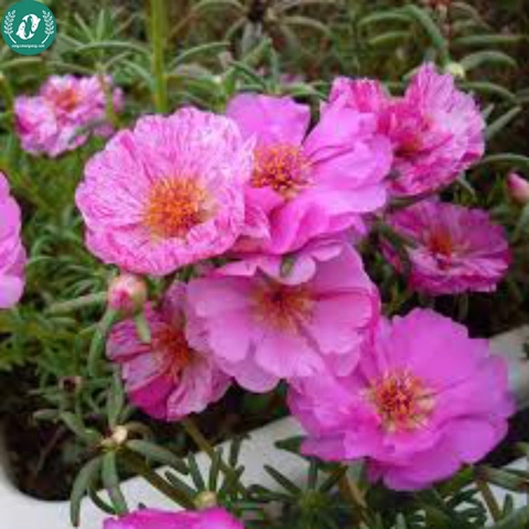 🌞 Hạt Giống Hoa 10 Giờ – Nở Như Vui, Cười Như Hoa 🌞