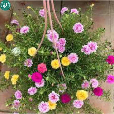 🌞 Hạt Giống Hoa 10 Giờ – Nở Như Vui, Cười Như Hoa 🌞