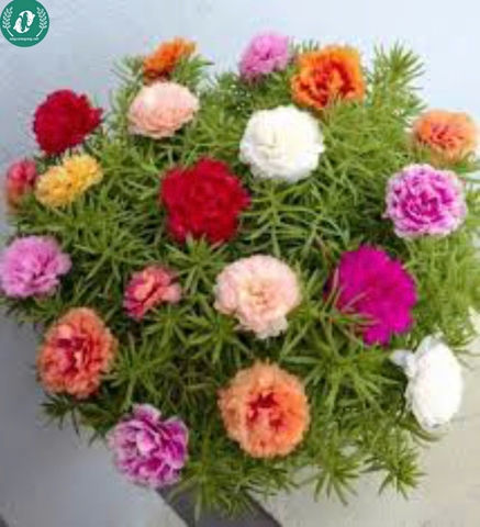 🌞 Hạt Giống Hoa 10 Giờ – Nở Như Vui, Cười Như Hoa 🌞