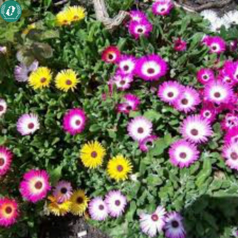 🌞 Hạt Giống Hoa 10 Giờ – Nở Như Vui, Cười Như Hoa 🌞