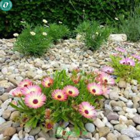 🌞 Hạt Giống Hoa 10 Giờ – Nở Như Vui, Cười Như Hoa 🌞