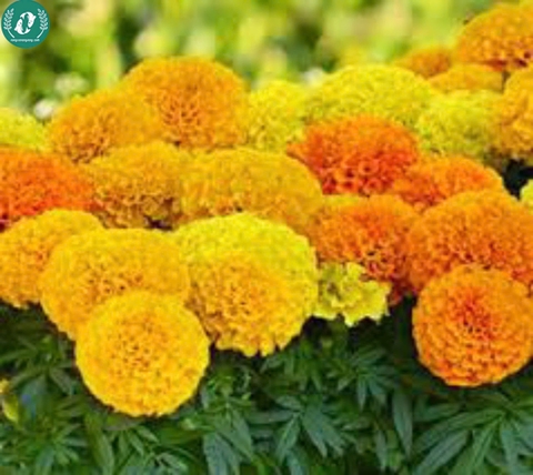 Hạt giống Hoa Vạn Thọ