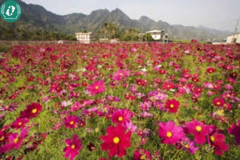 Hạt giống Hoa sao nháy