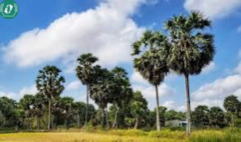 Tranh lá thốt nốt