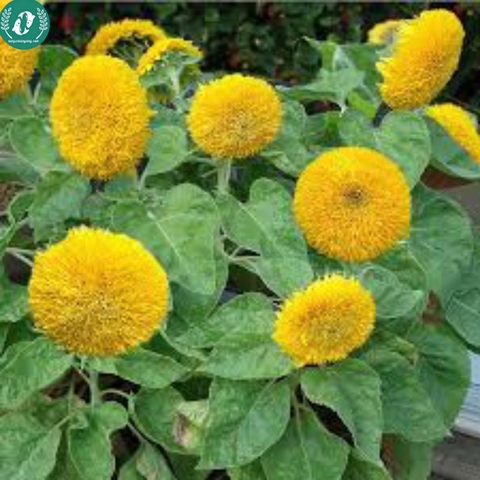 Hạt giống Hoa Hướng Dương